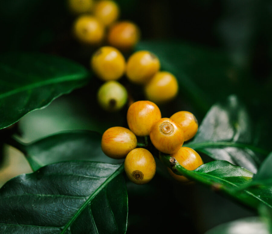 yellow catimor Coffee beans ripening on tree in North of thailan yellow catimor Coffee beans ripening on tree in North of thailan