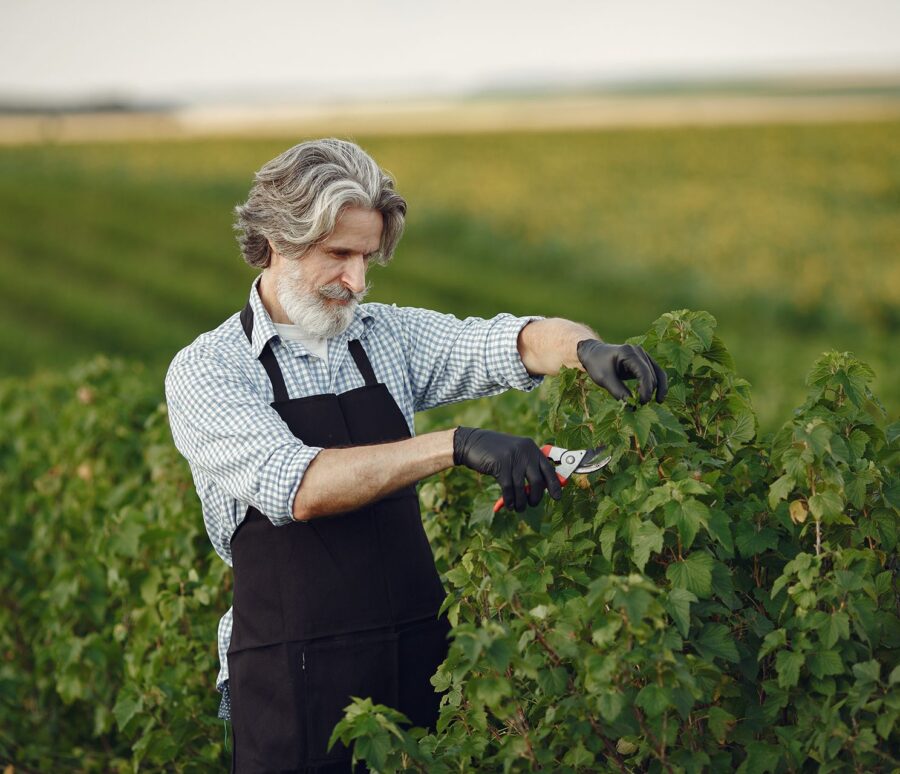 man-trimming-bough-brush-senior-black-apron man-trimming-bough-brush-senior-black-apron